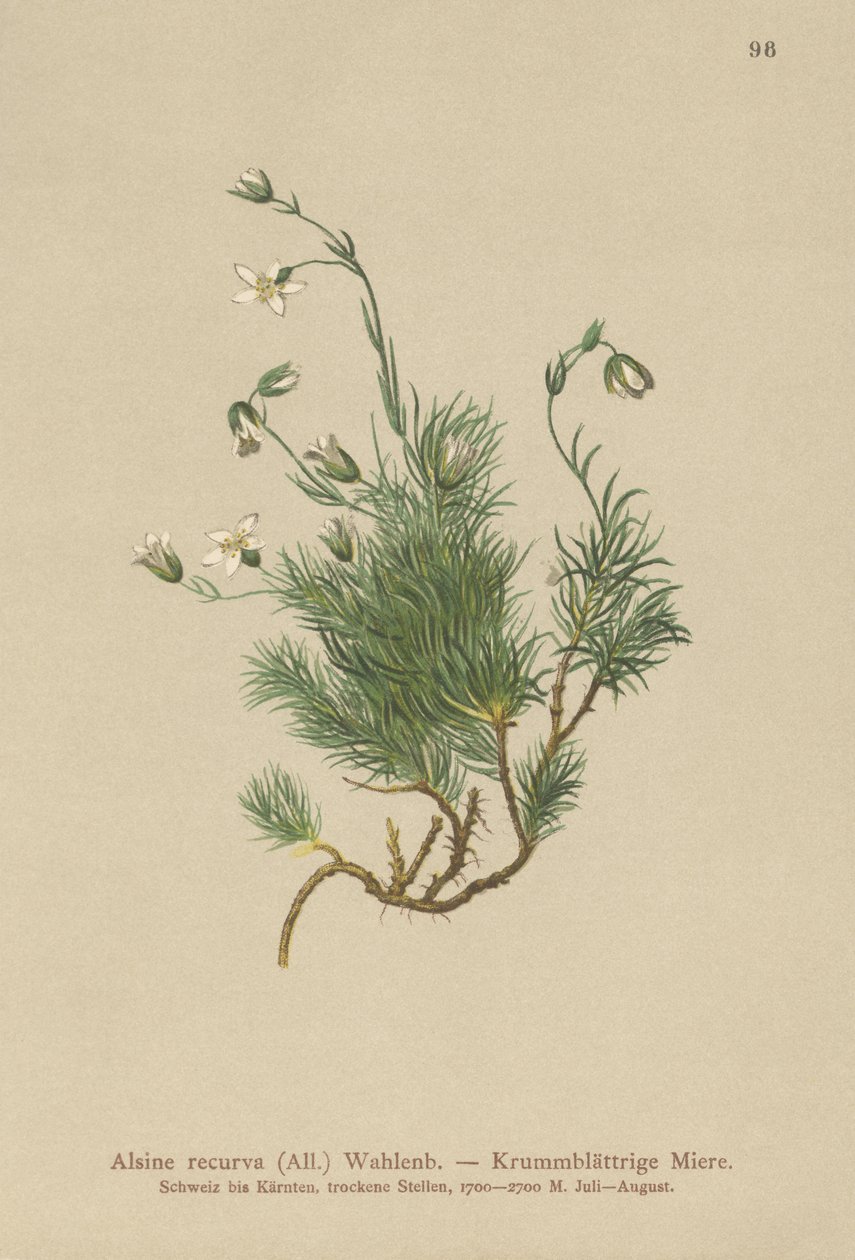Krumt Sandurt (Alsine recurva, Minuartia recurva) af German School