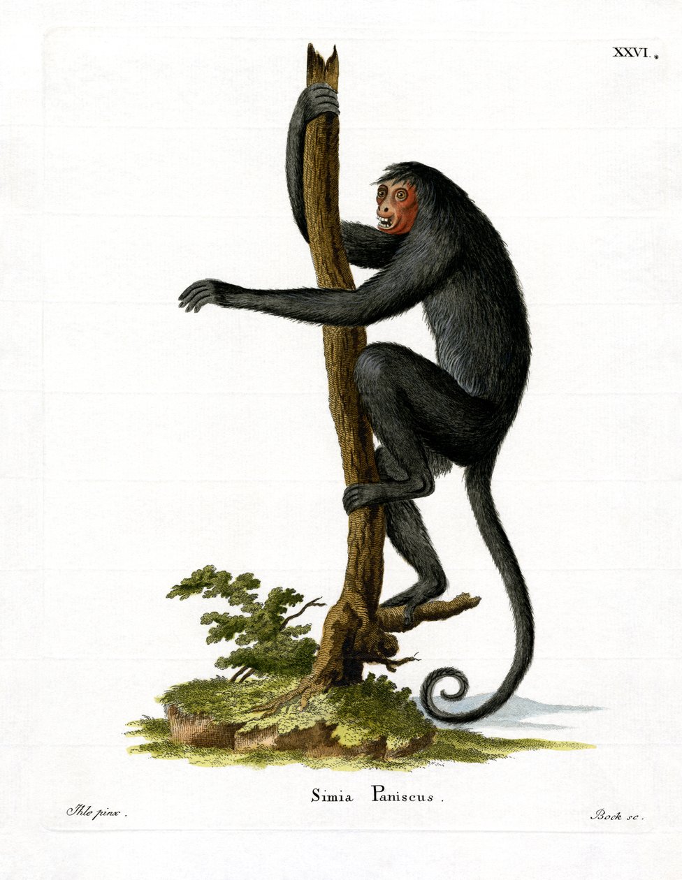 Red-faced Spider Monkey (farvet indgravering) af German School