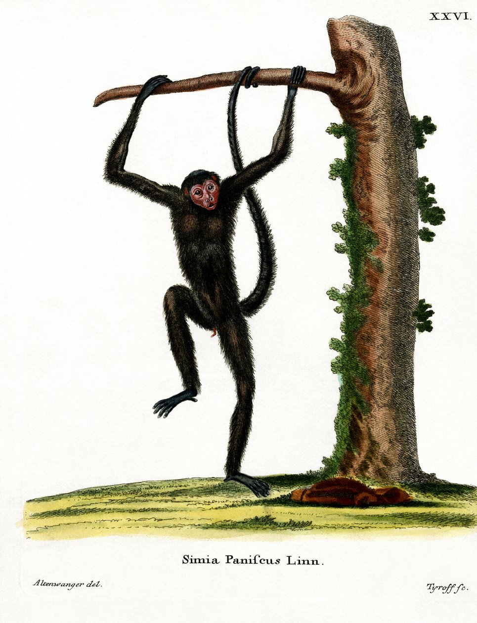 Red-faced Spider Monkey (farvet indgravering) af German School