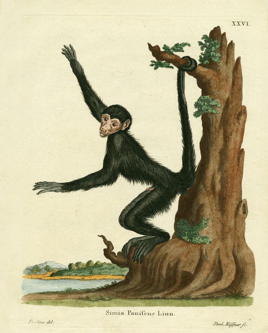 Red-faced Spider Monkey (farvet indgravering) af German School