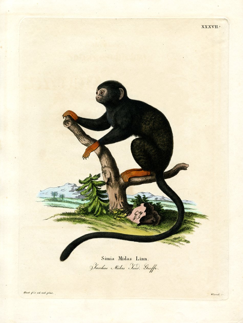 Red-handed Tamarin (farvet gravering) af German School