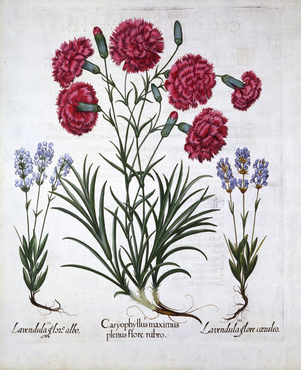 Rød nellike og lavendel, fra Hortus Eystettensis, af Basil Besler (1561-1629), pub. 1613 (håndkoloreret gravering) af German School