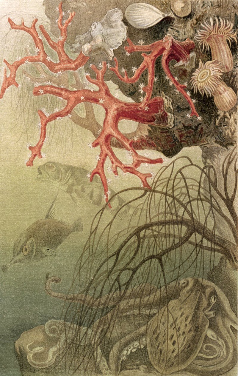 Rød koral, tallerken fra Brehms Tierleben: Allgemeine Kunde des Tierreichs, vol.10, s.608, udgivet af Bibliographisches Institut, 1893 af German School