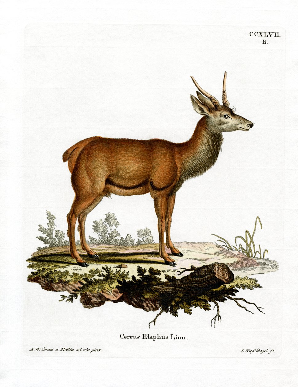 Rødhjort (farvet gravering) af German School