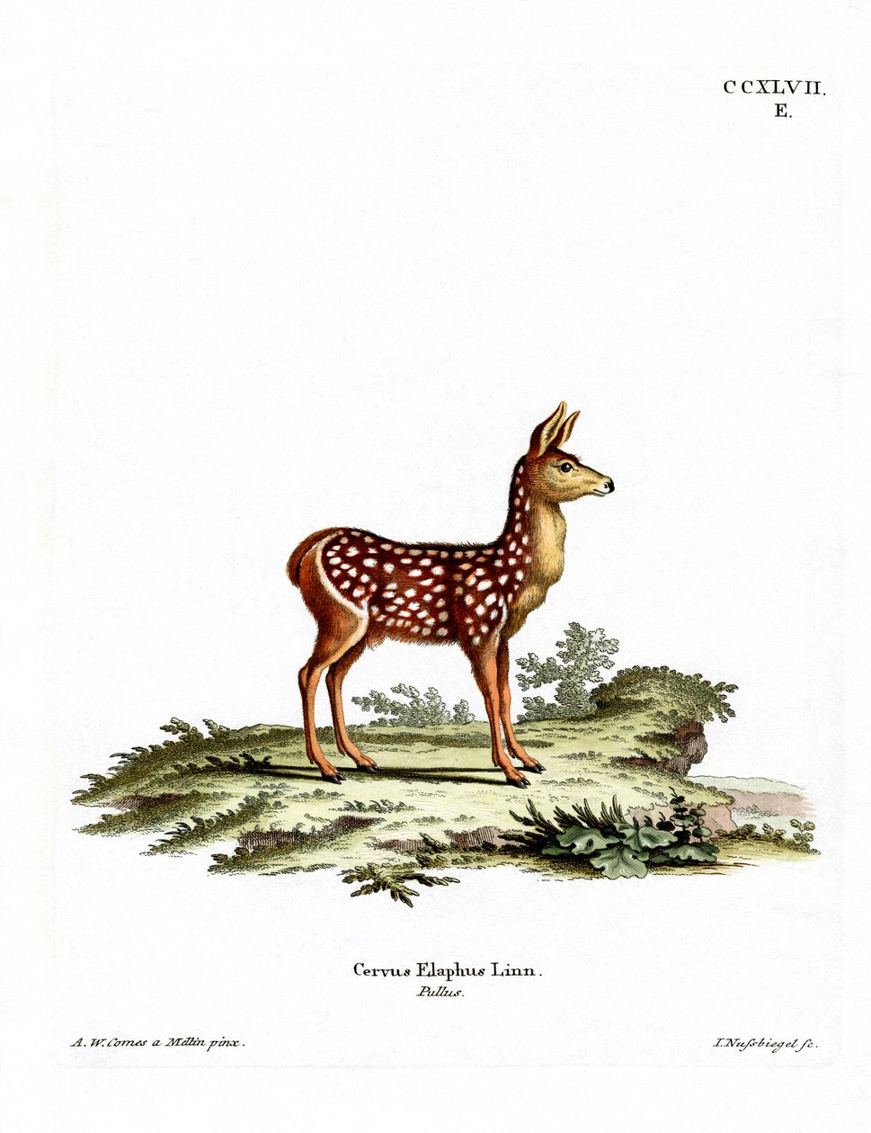 Red Deer Fawn (farvet gravering) af German School