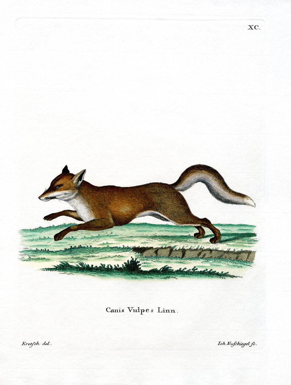 Red Fox (farvet gravering) af German School