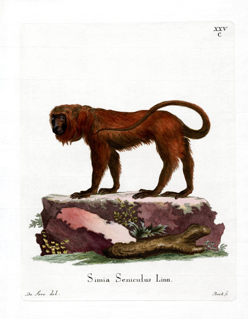 Red Howler (farvet gravering) af German School