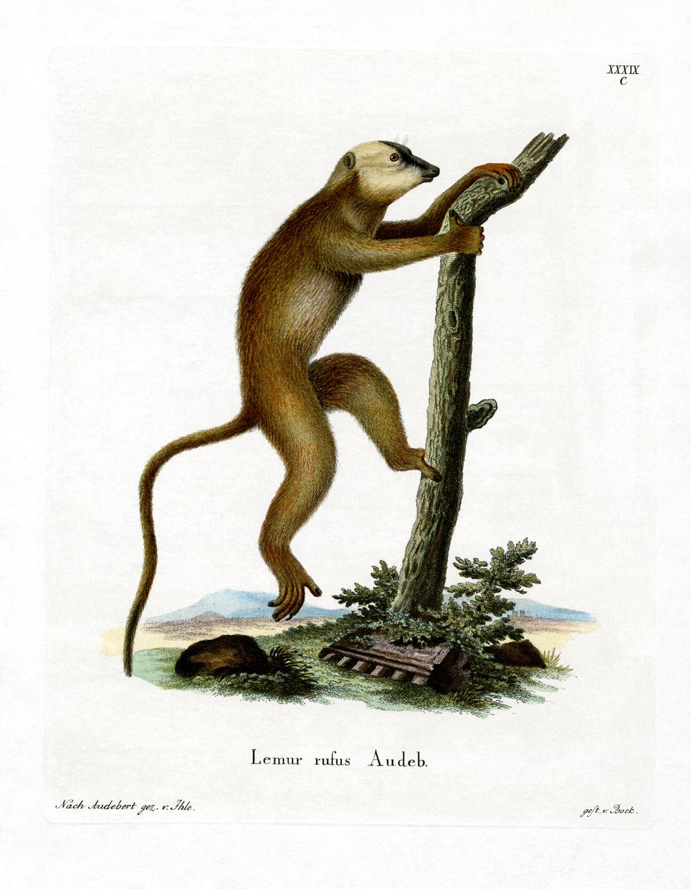 Rød lemur (farvet gravering) af German School