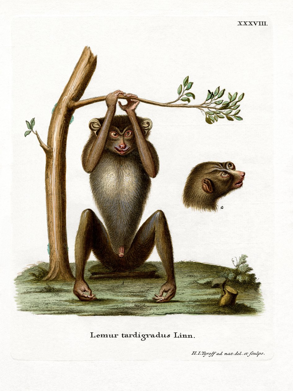 Red Slender Loris (farvet gravering) af German School