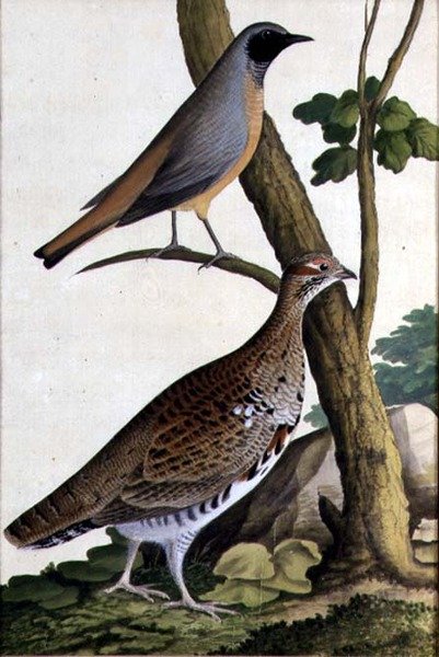Rødstjert (Phoenicurus phoenicurus) og hasselhøne, ca. 1740 (akvarel på papir) af German School