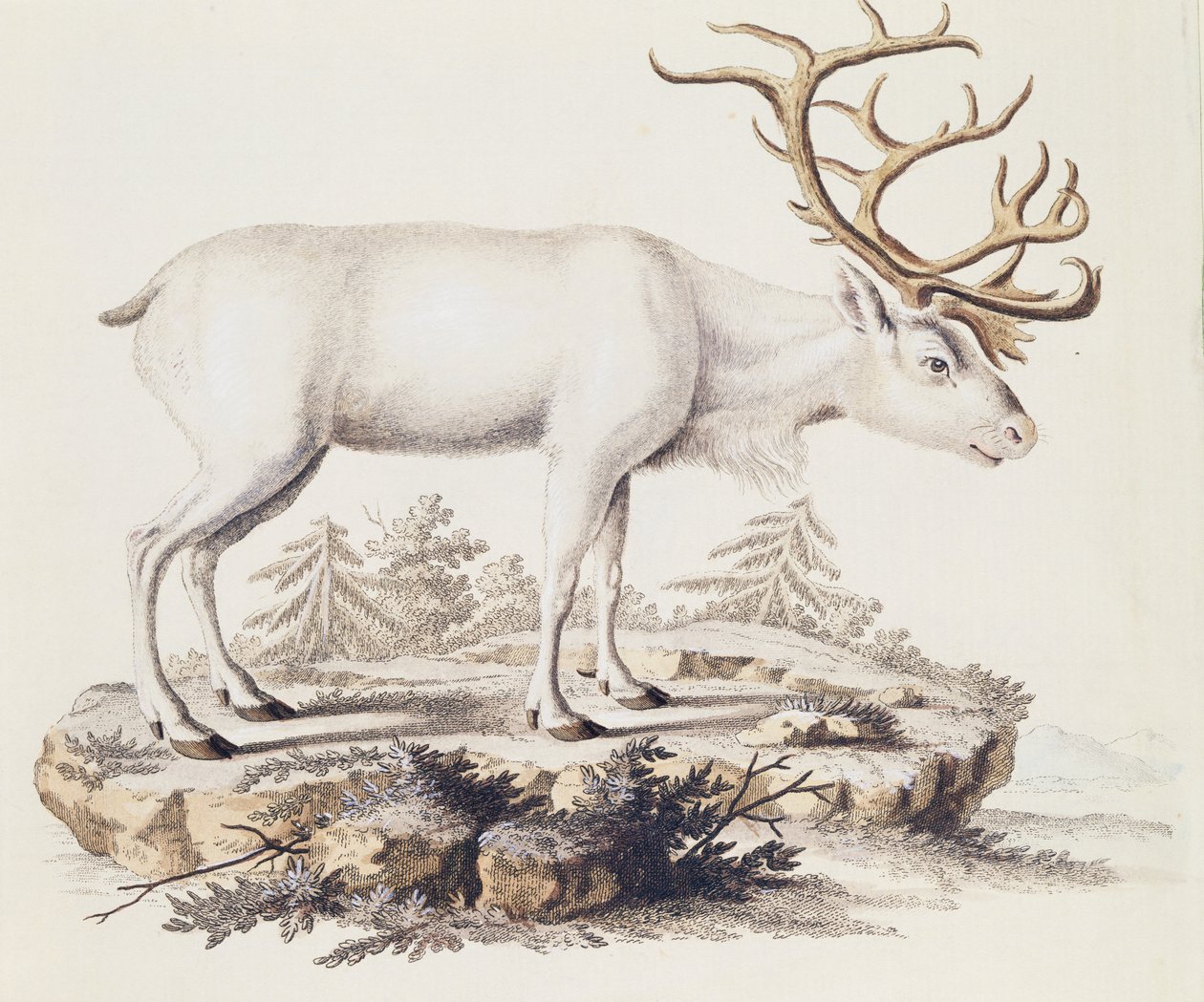 Rensdyr (Cervus tarandus), fra Pattedyr illustreret fra Naturen med beskrivelser, af Johann Christian Daniel von Schreber (1739-1810), gravering af I Nufsbiegel, bind 5, tabel 248-C, Tyskland af German School