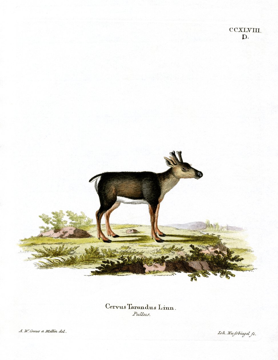 Rensdyr Fawn (farvet gravering) af German School