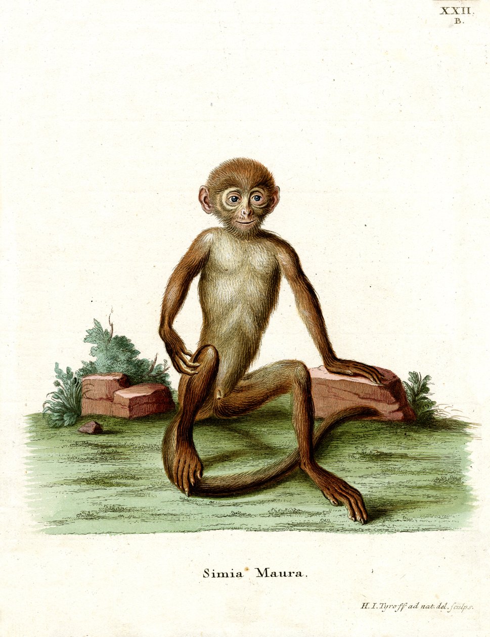 Rhesus Macaque (farvet gravering) af German School