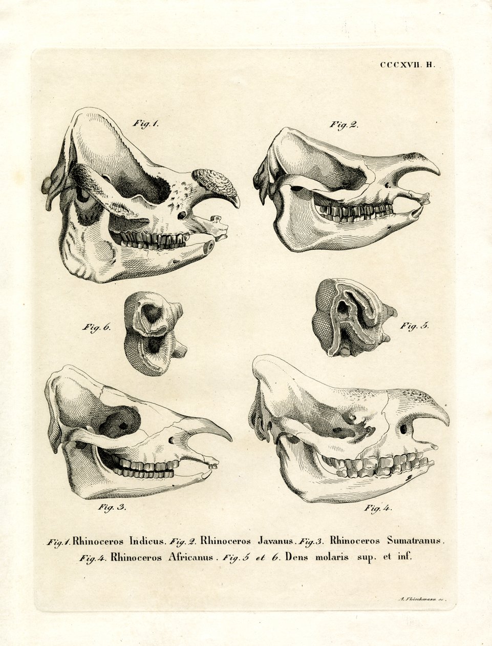 Rhino Skulls (farvet gravering) af German School