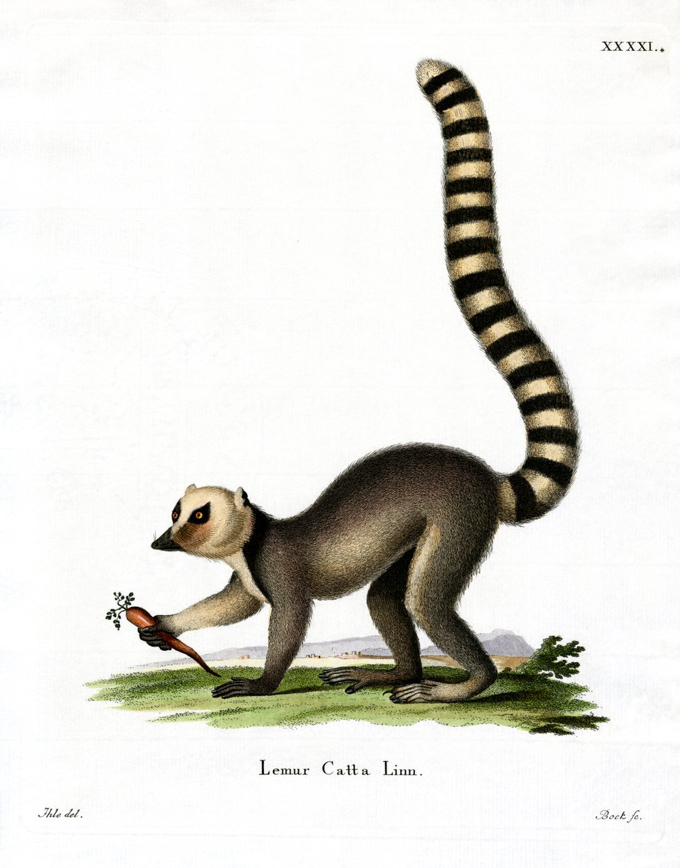 Ringhalelemur (farvet gravering) af German School