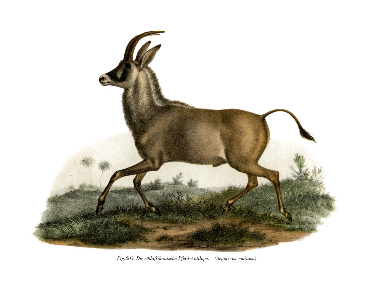 Roan Antilope, 1860 af German School