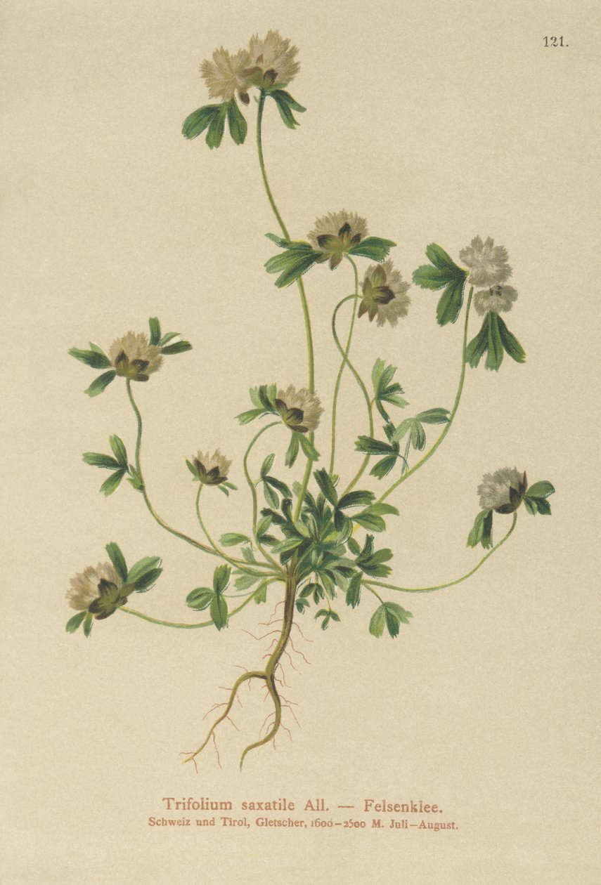 Stenkløver (Trifolium saxatile) af German School