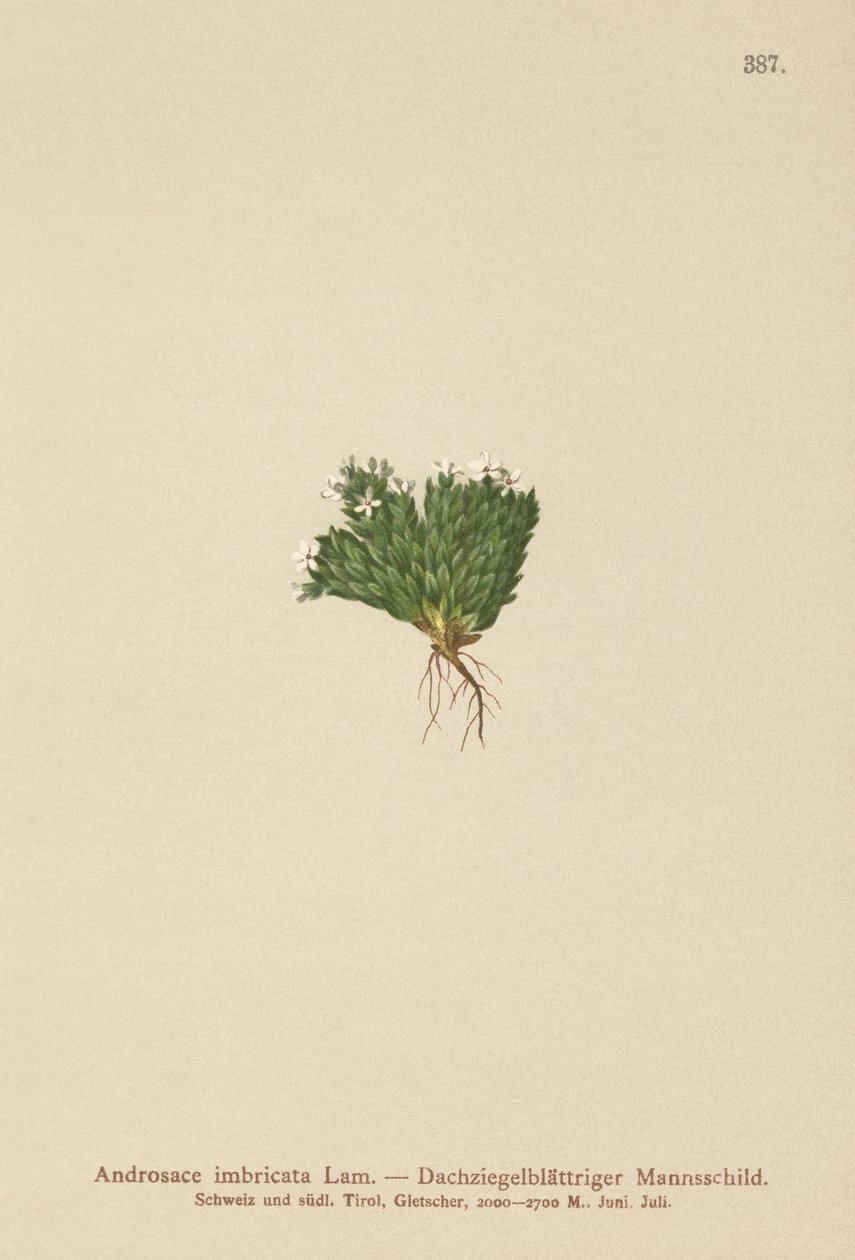 Klippejasmin (Androsace imbricata, Aretia imbricata) af German School