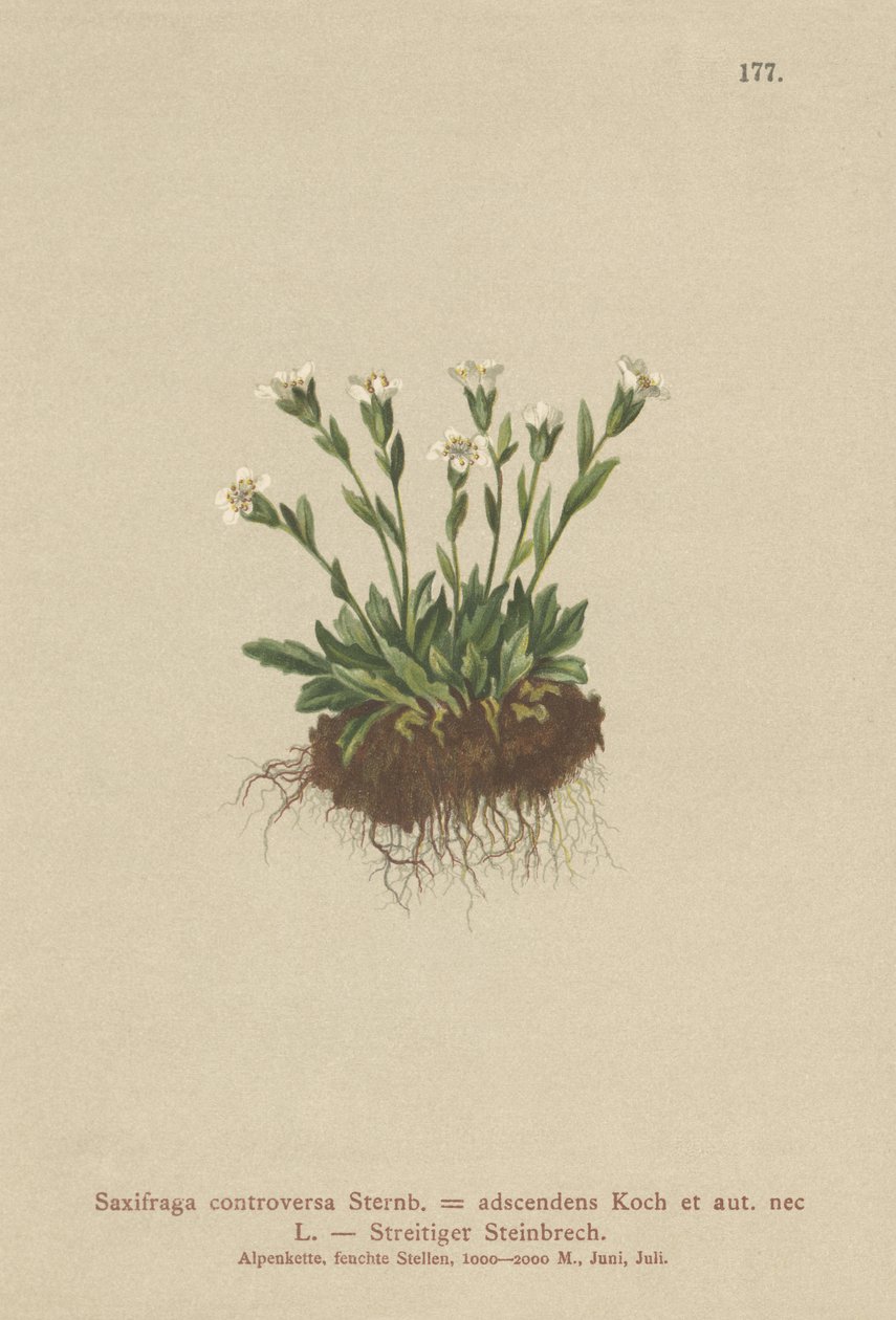 Sten-Saxifrage (Saxifraga controversa, Saxifraga adscendens) af German School