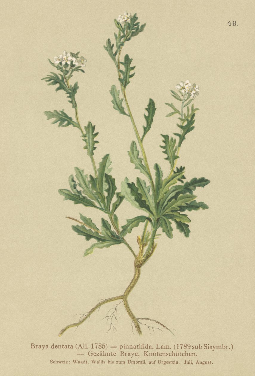 Bjergkarse (Braya dentata, Braya pinnatifida, Murbeckiella pinnatifida, Arabette pennatifida, Erba Cornacchia pennatifida) af German School
