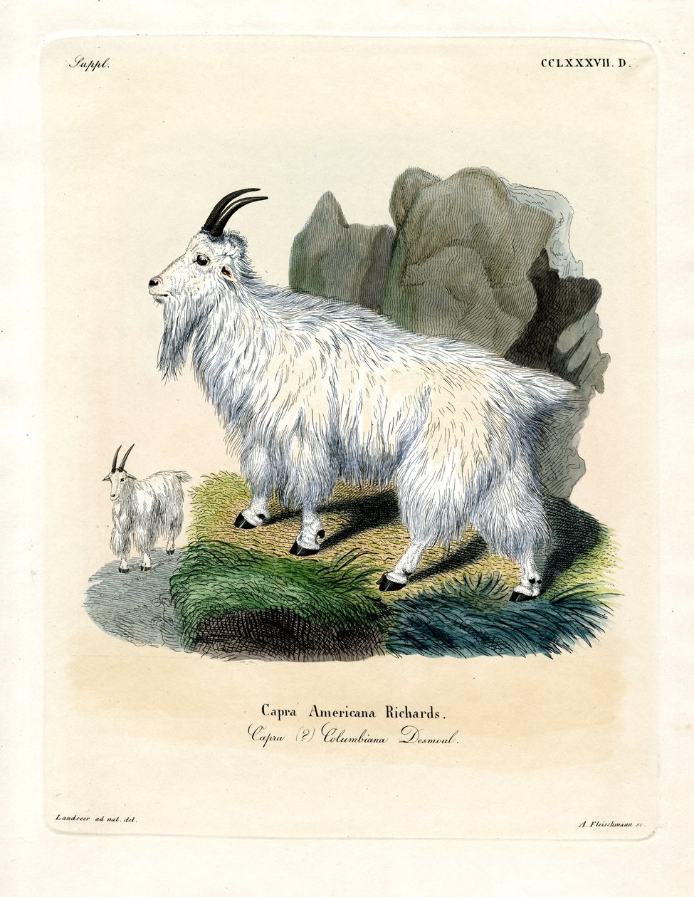 Rocky Mountain Goat (farvet gravering) af German School