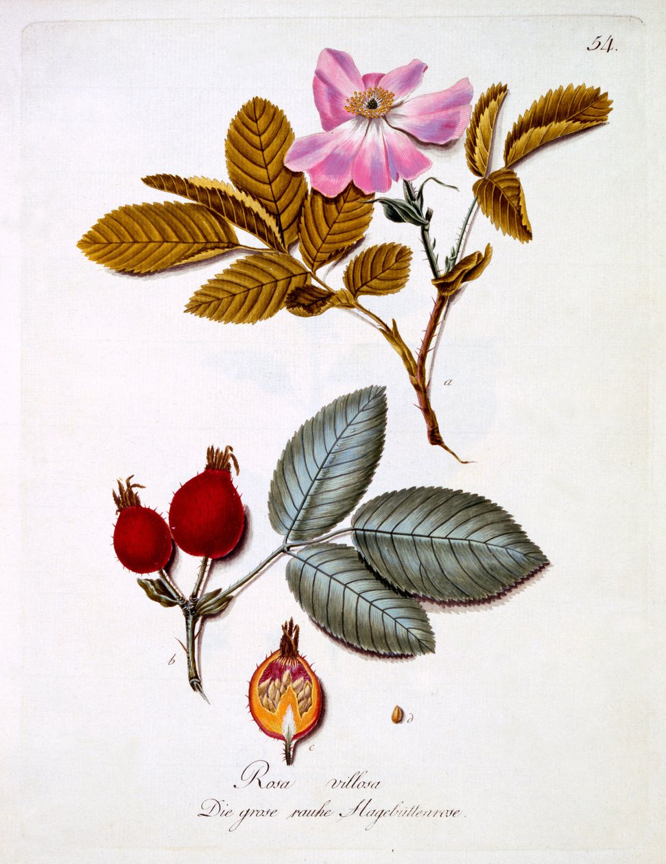 Rosa villosa, illustration fra en bog med tyske vilde blomster af Johann Daniel von Reitter, udgivet ca. 1803-5 af German School
