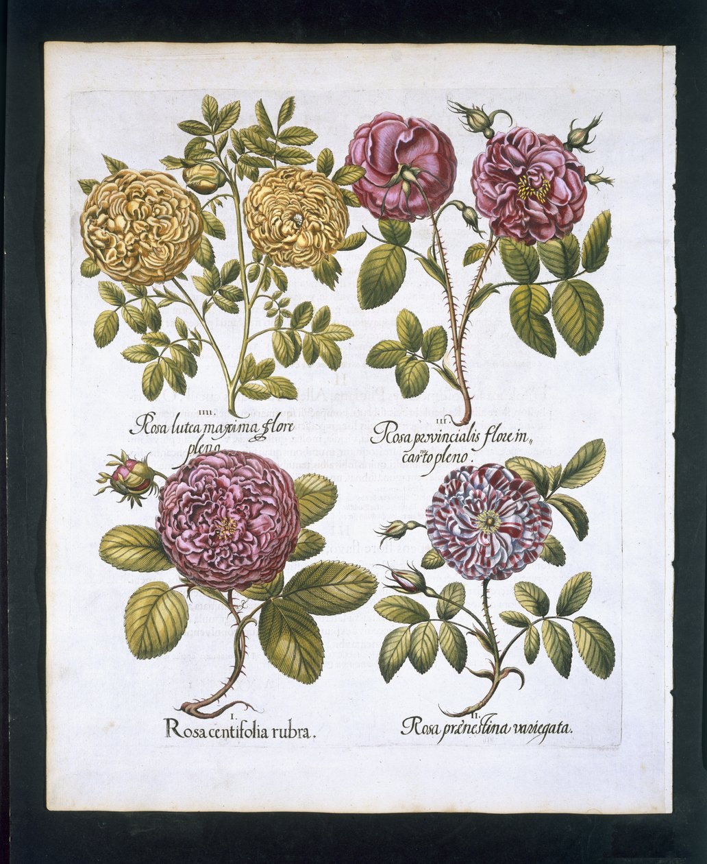 Roser, tallerken 95 fra Hortus Eystettensisby Basil Besler (1561-1629) værtshus. 1613 (håndfarvet gravering) af German School