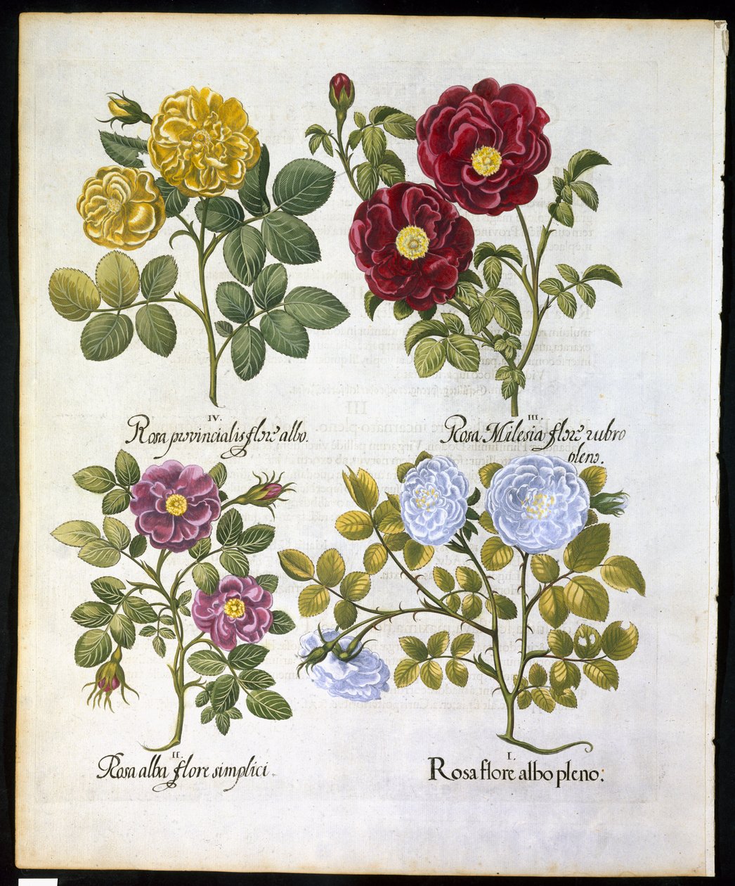 Roser, tallerken 96 fra Hortus Eystettemsis af Basil Besler (1561-1629) pub i 1613 (håndfarvet gravering) af German School