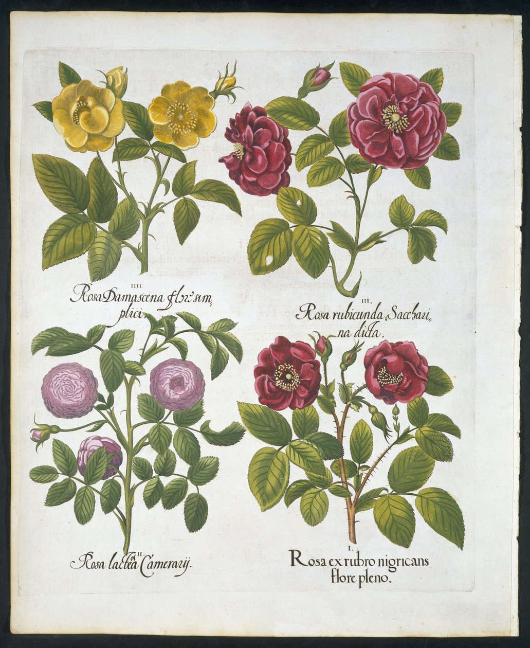 Roser, tallerken 96 fra Hortus Eystettensis af Basil Besler (1561-1629) pub 1613 (håndfarvet gravering) af German School