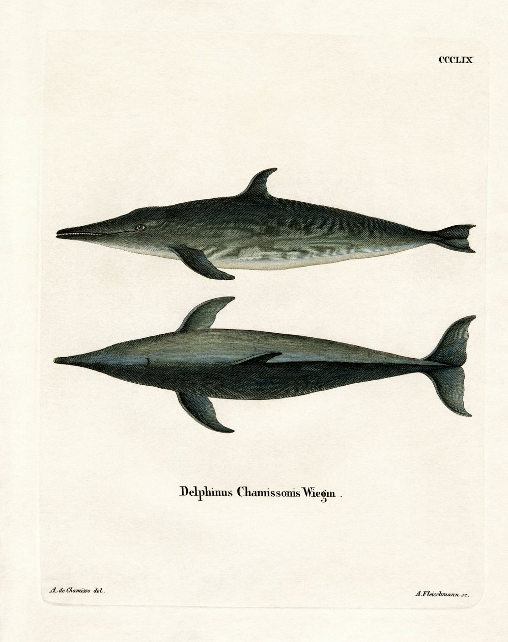 Rutandet delfin (farvet indgravering) af German School