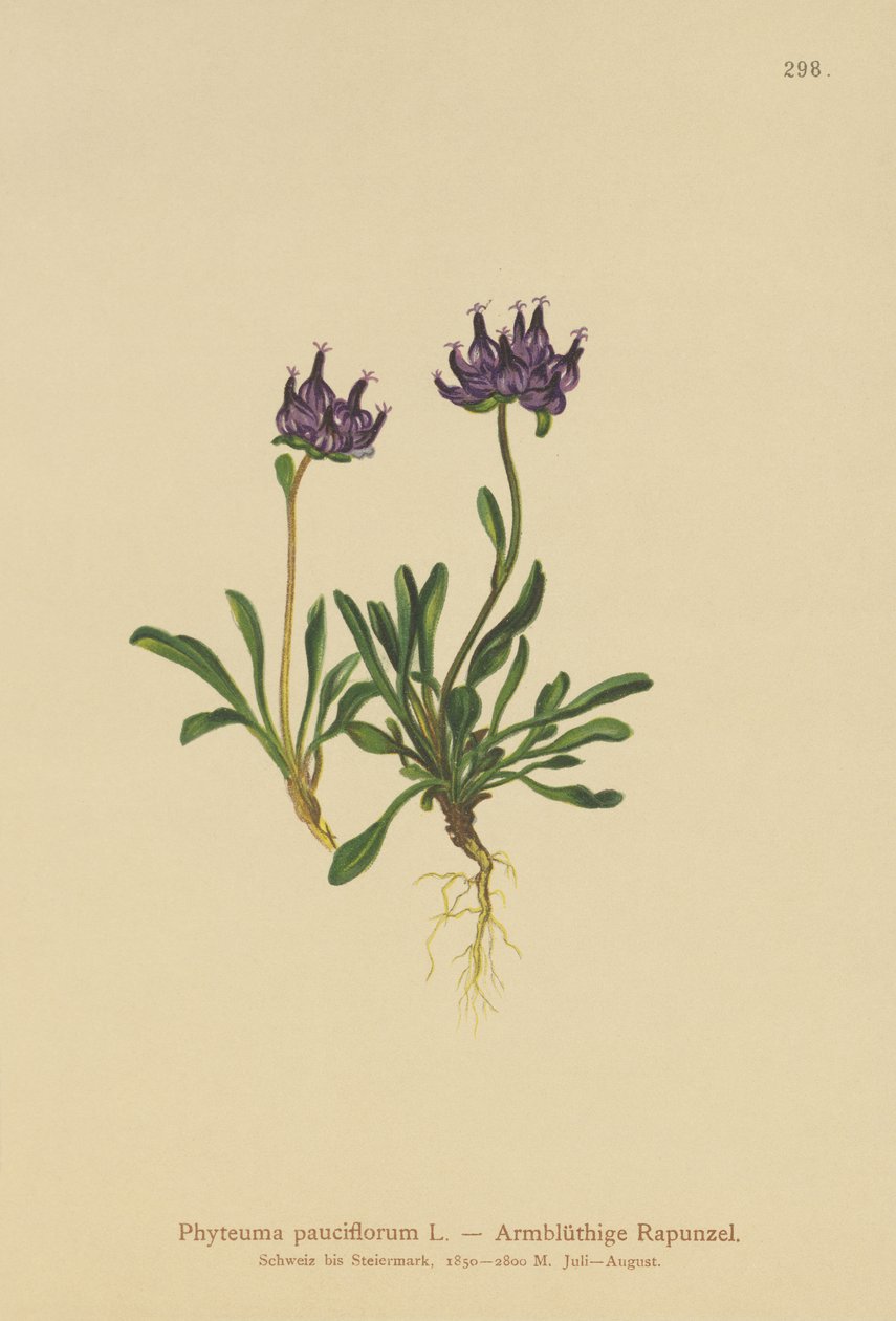 Rundhovedet Rampion (Phyteuma pauciflorum, Rapunculus pauciflorus, Phyteuma globulariifolium) af German School