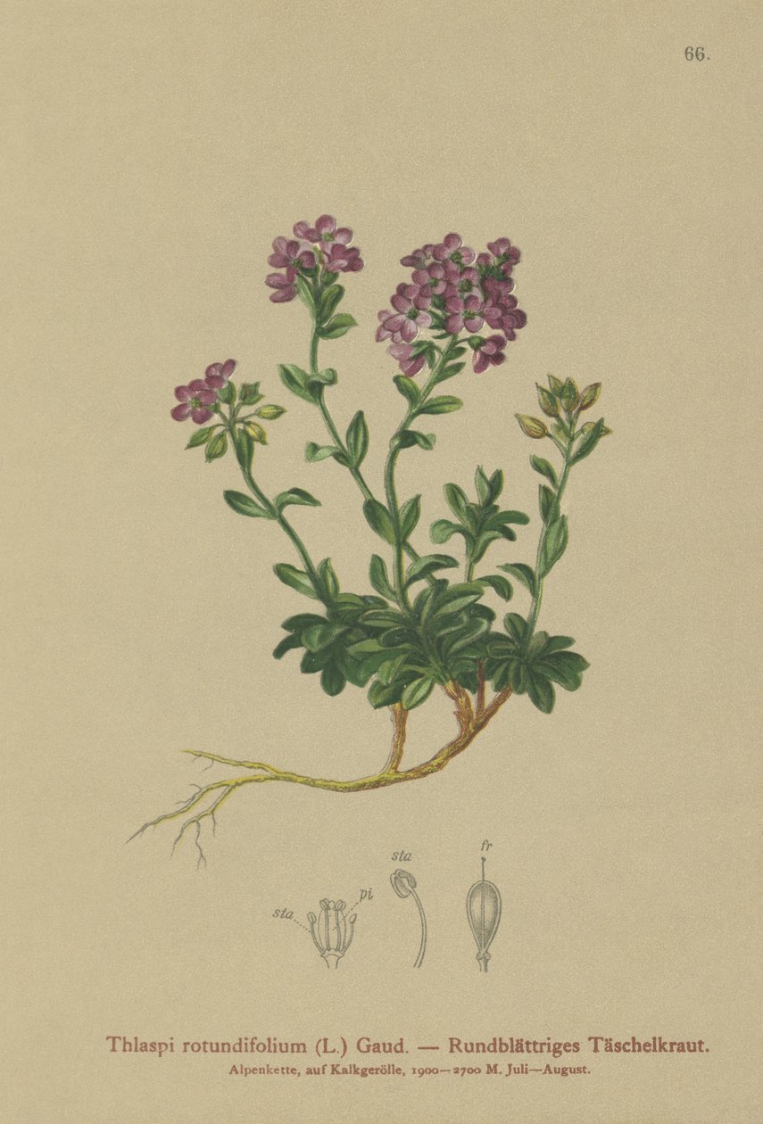 Rundbladet Pennycress (Thlaspi rotundifolium, Noccaea rotundifolia, Thlaspi cepaeifolium subsp. rotundifolium). af German School
