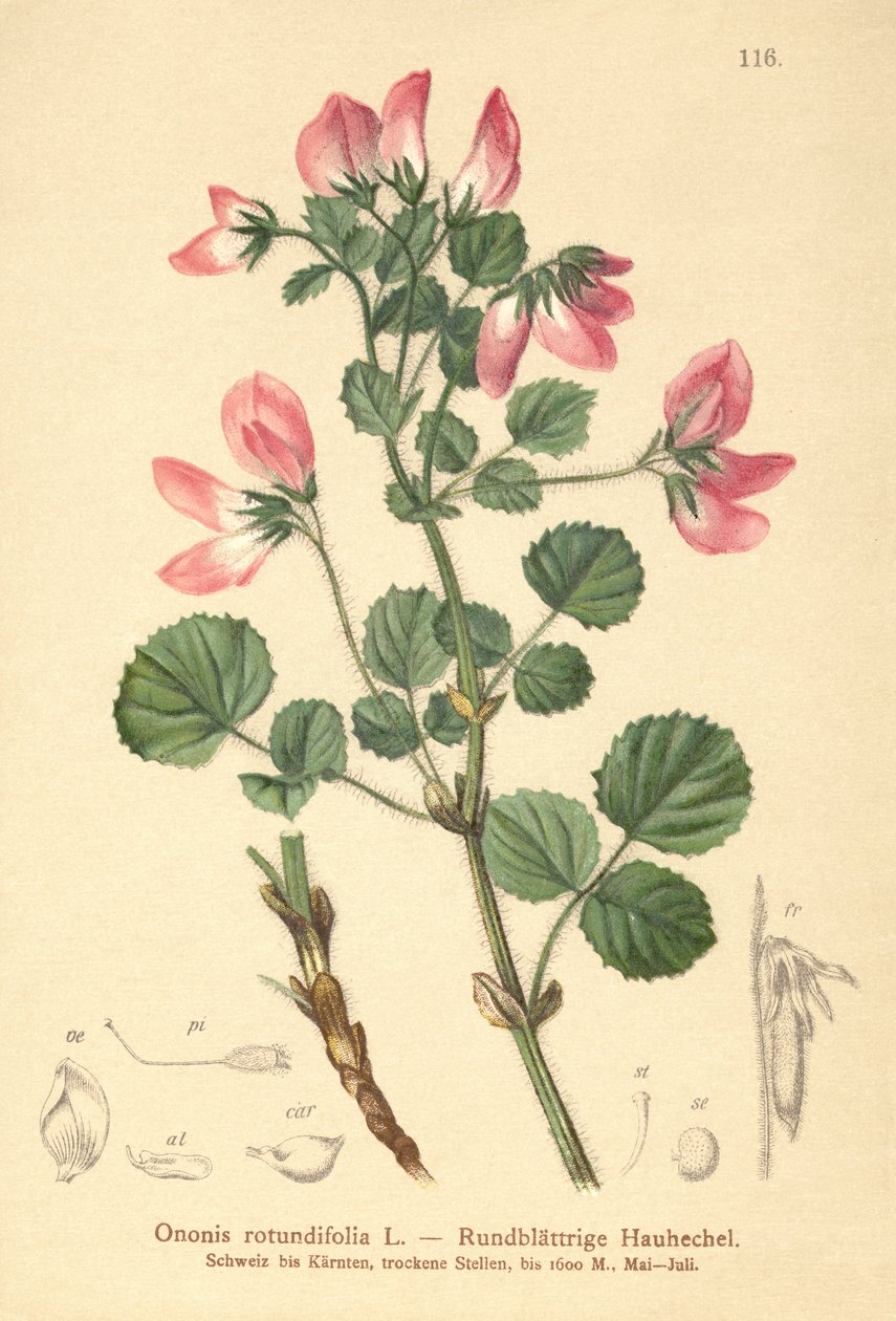 Rundbladet Rhesus (Ononis rotundifolia, Ononis tribracteata) af German School