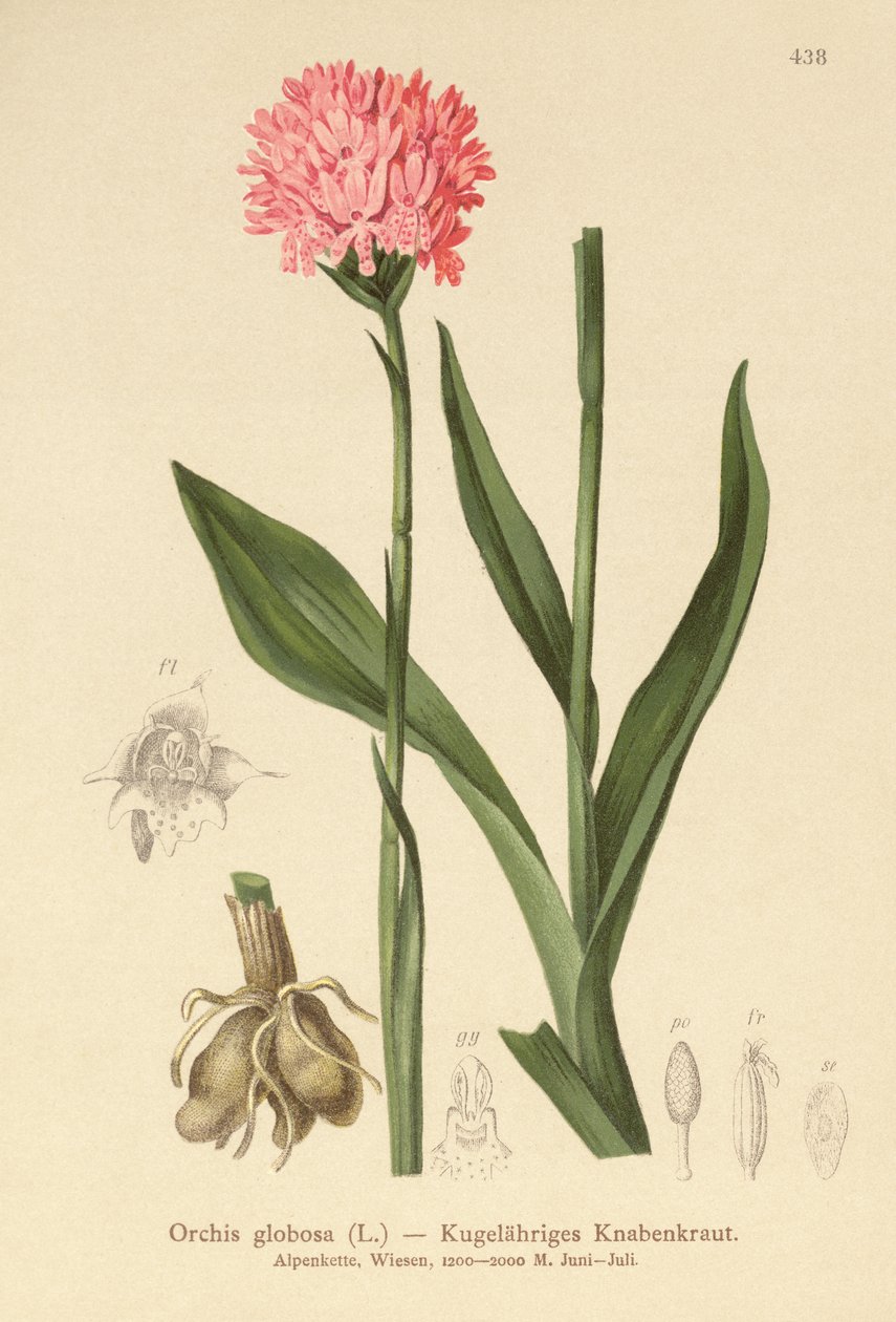 Rundhovedet orkidé (Orchis globosa, Traunsteinera globosa) af German School