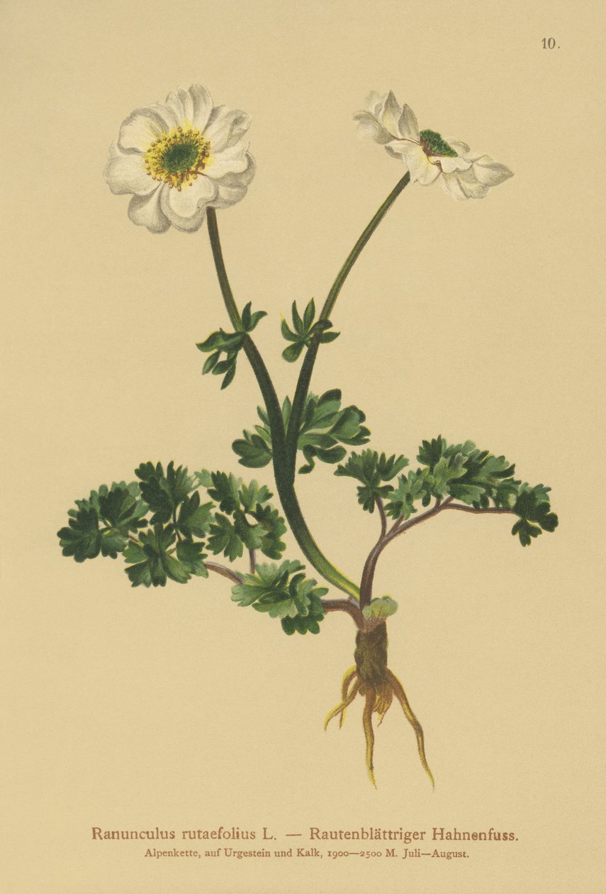 Rønnebladet Kragefod (Ranunculus rutaefolius) af German School