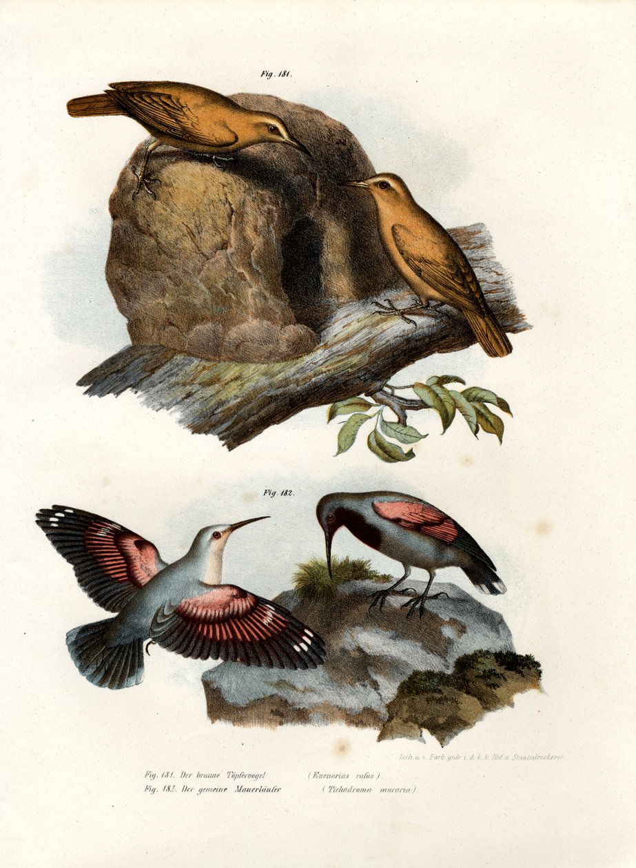 Rufous Hornero, 1864 af German School