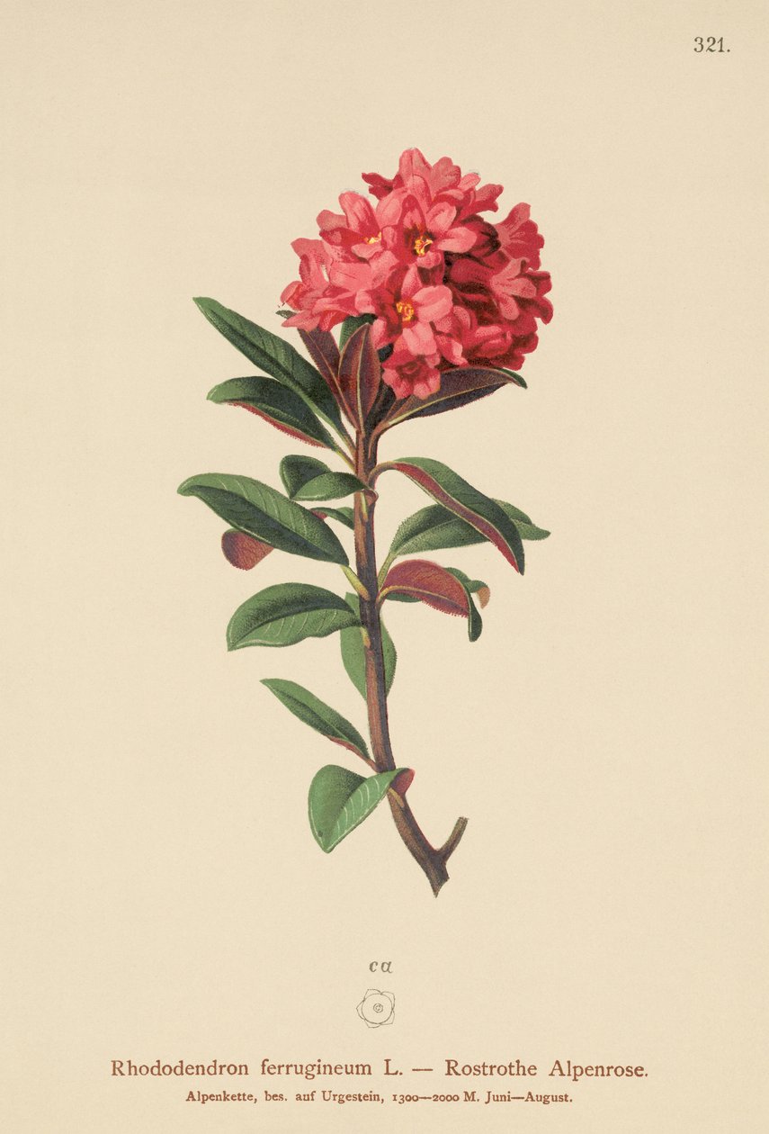 Rusty-Leaved Alpenrose (Rhododendron ferrugineum) af German School