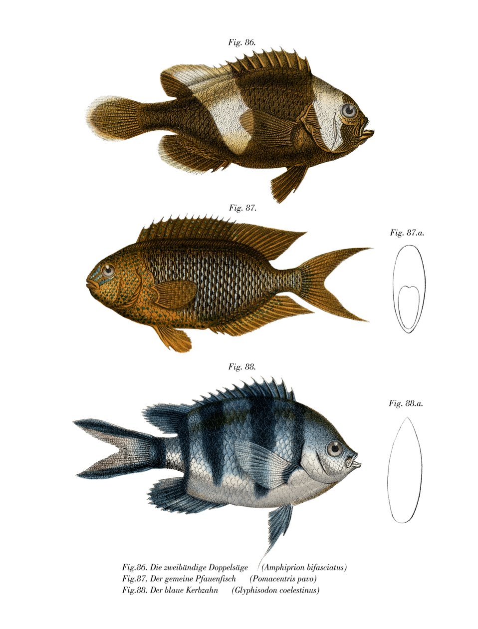 Saddleback Anemonefish (farve litho) af German School