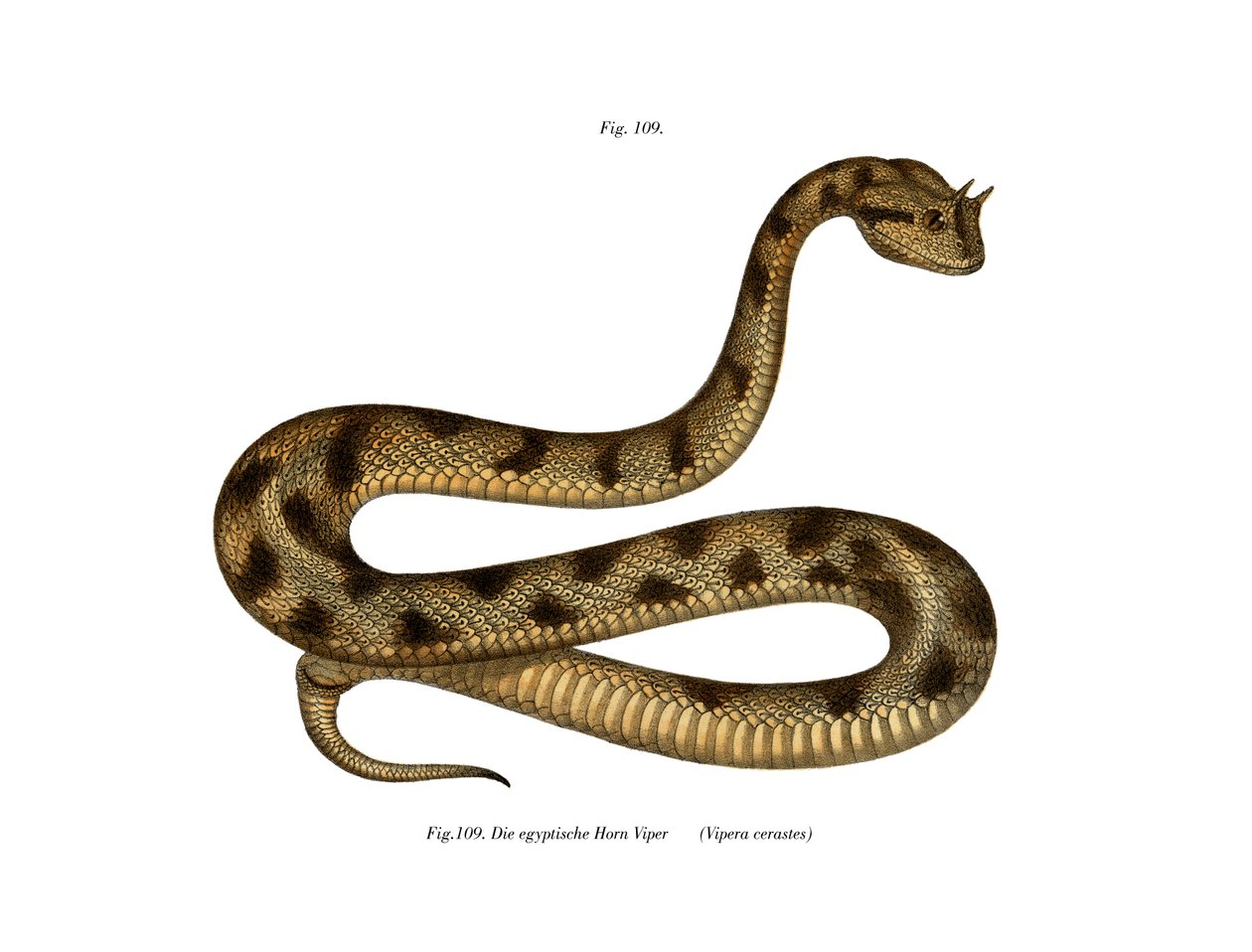 Sahara Sand Viper (farve litho) af German School