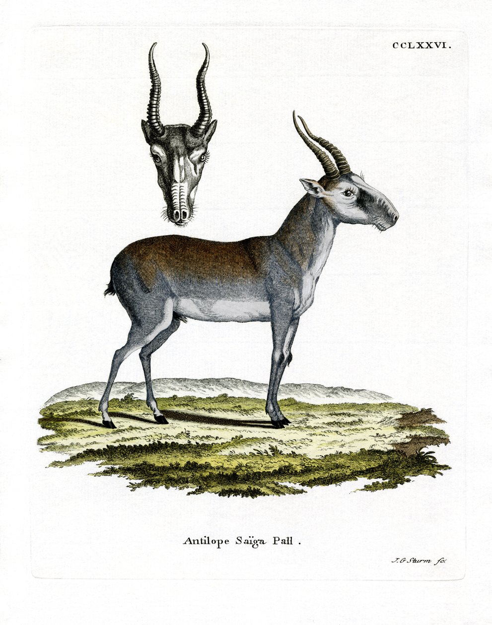 Saiga (farvet gravering) af German School