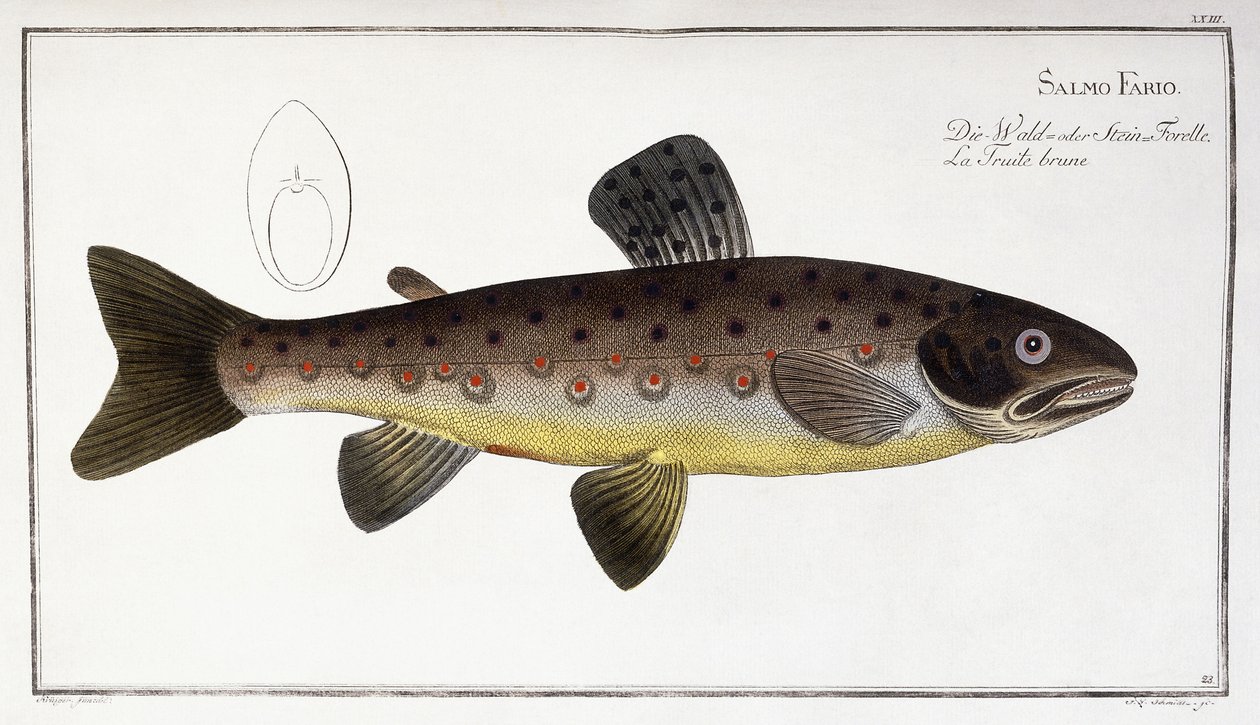 Salmo Fario af German School