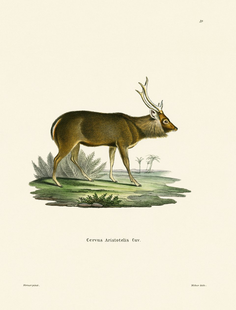 Sambar (farvet gravering) af German School