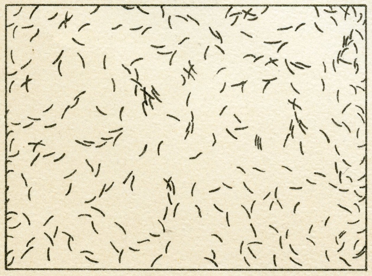 Prøve af bakterier i postevand ca. 1890 (farvekromolitografi) af German School