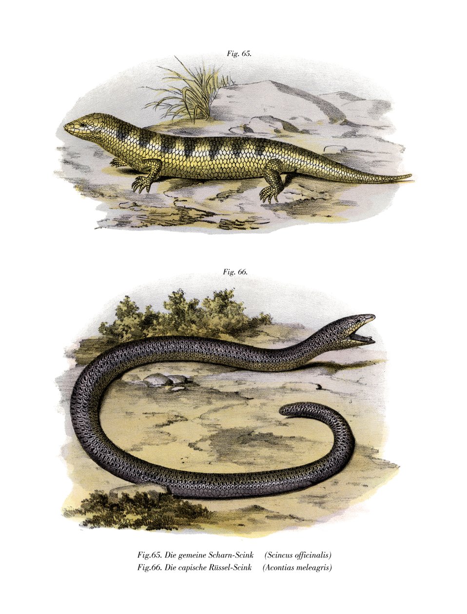 Sandfish Skink (farve litho) af German School