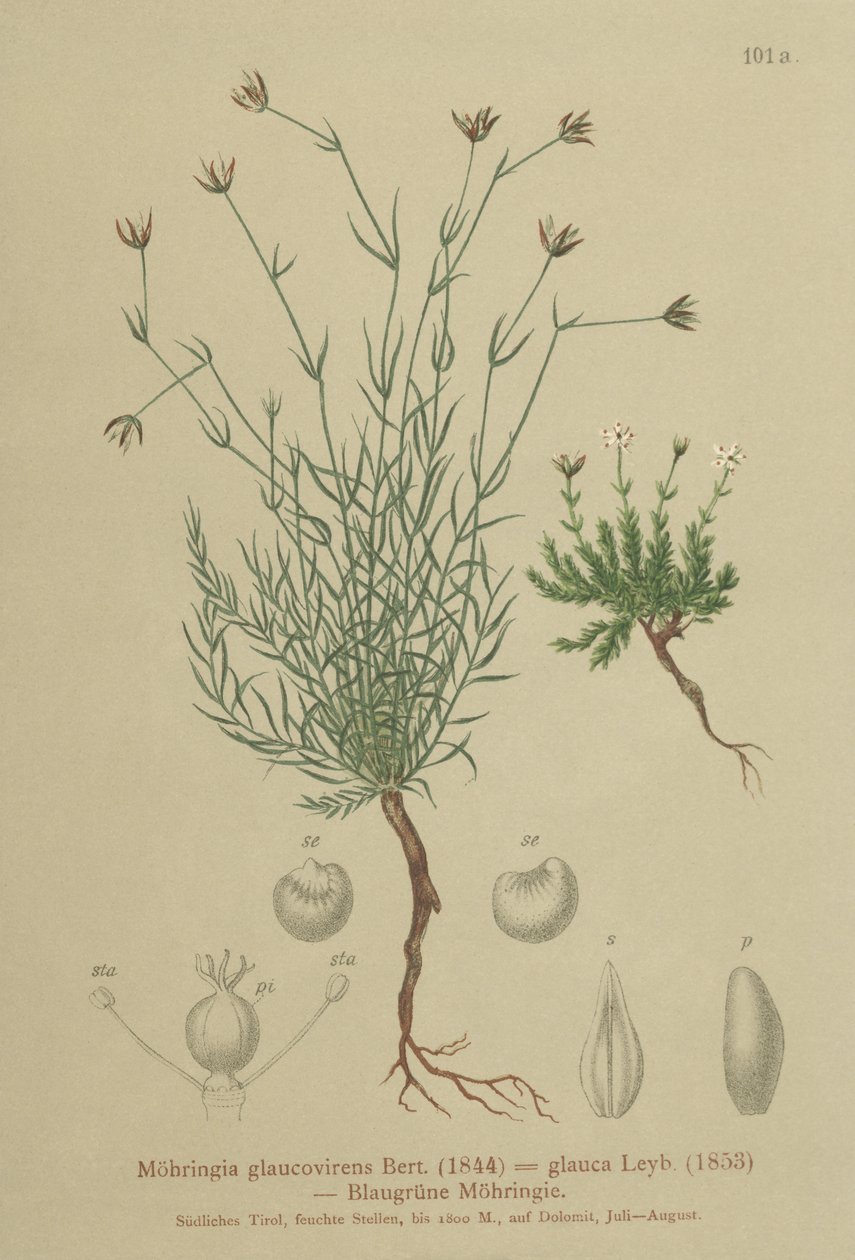 Sandwort (Moehringia glaucovirens, Möhringia glaucovirens, Möhringia glauca, Möhringia glauca, Moehringia glauca, Arenaria glaucovirens) af German School