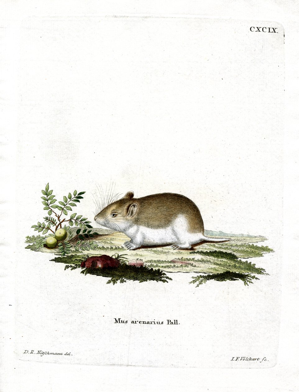 Sandy Mole Rat (farvet gravering) af German School