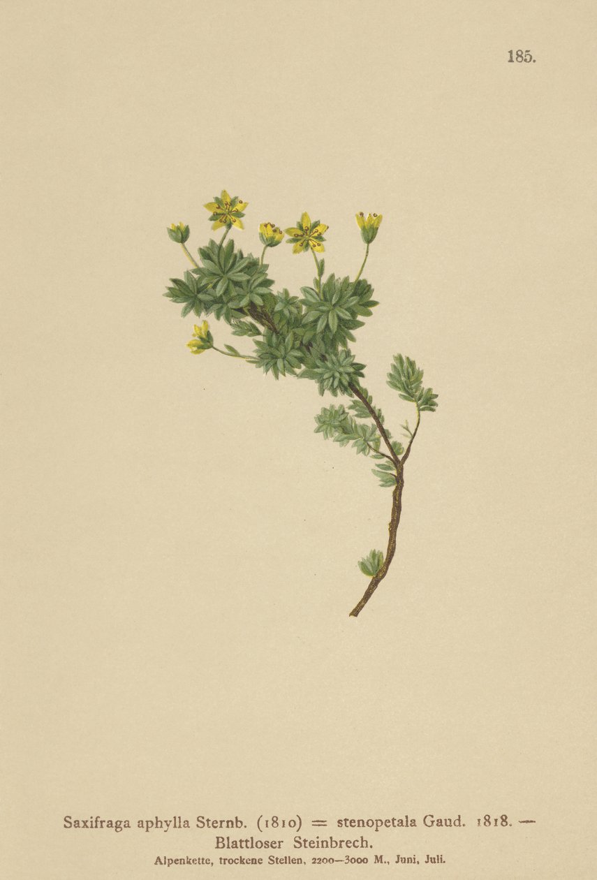 Saxifraga (Saxifraga aphylla, Saxifraga stenopetala) af German School