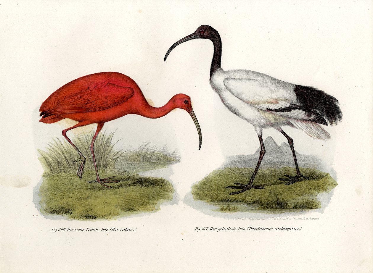 Scarlet Ibis, 1864 af German School