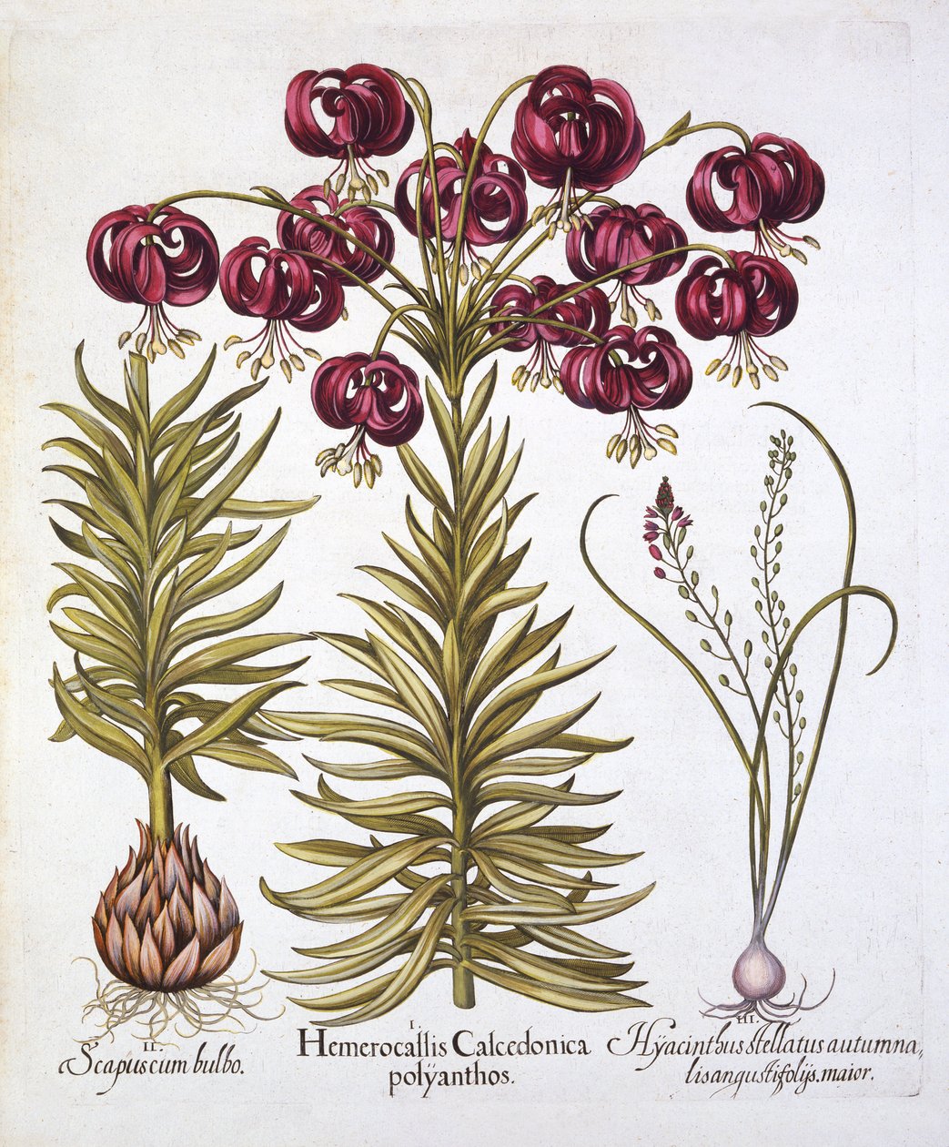 Scarlet Turks Cap Lily og Scilla Autumnalis, fra Hortus Eystettensis, af Basil Besler (1561-1629), pub. 1613 (håndfarvet gravering) af German School