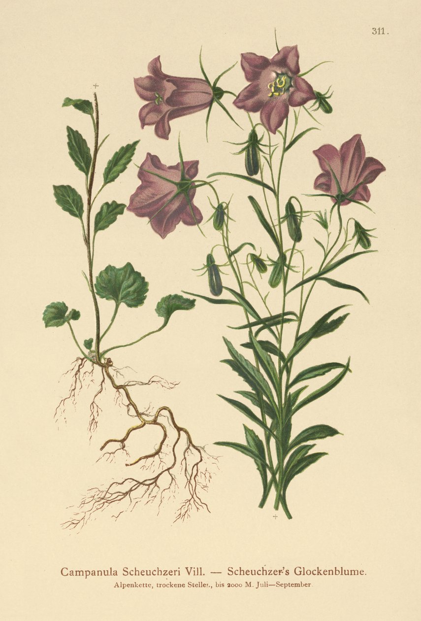 Scheuchzers klokkeblomst (Campanula Scheuzeri) af German School